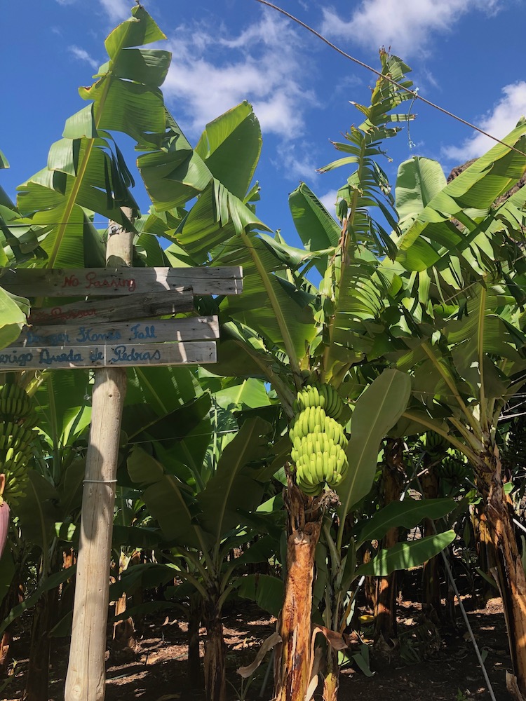 Madeira Sehendwürdigkeiten schönste Orte, Hier gibt es herrliche tropische Pflanzen und Bananenplantagen