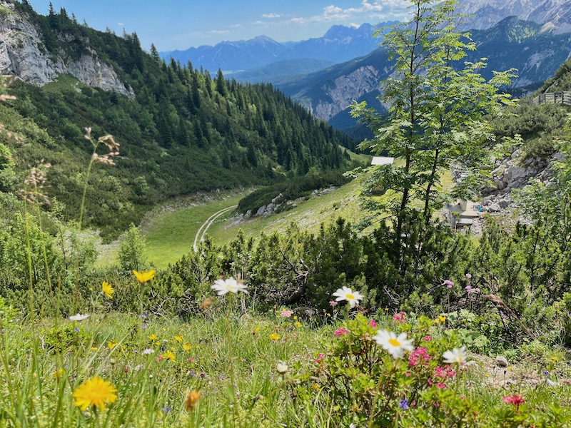 Alpspitze_Wanderung_Herrliche Almwiesen im Sommer