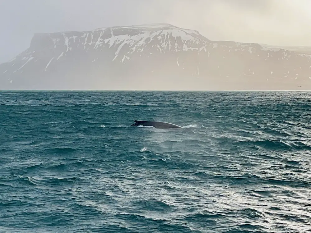 Spektakuläre Aussicht auf die Snæfellsnes Halbinsel während der Whale Watching tour