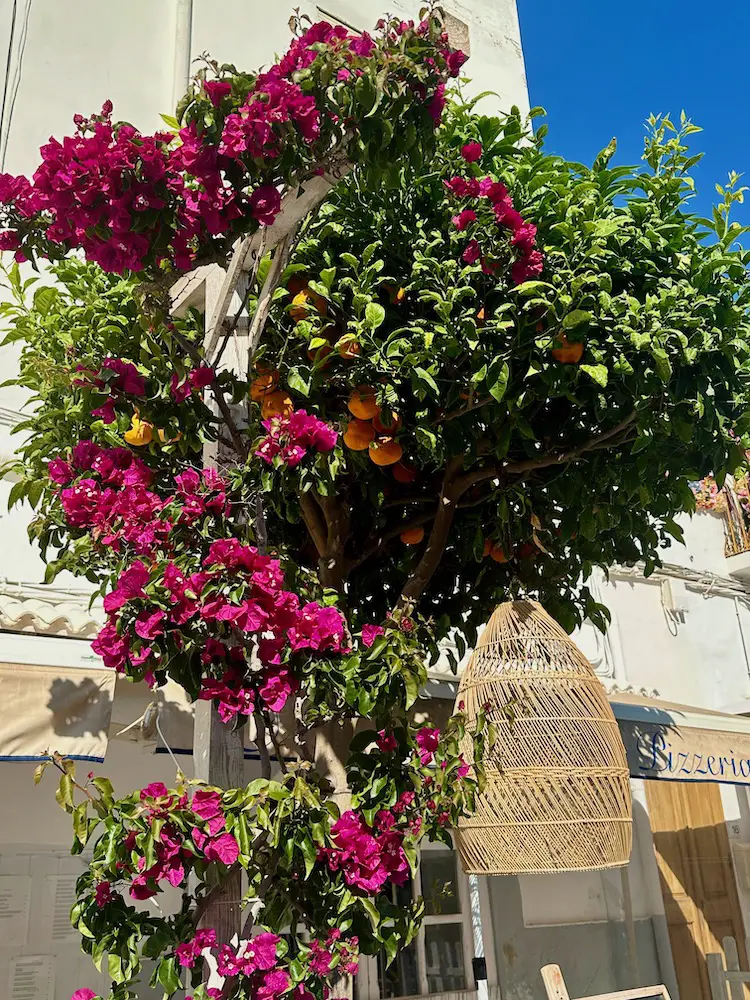 Ibiza Geheimtipps: Herrliche Blumenpracht in Santa Eulària