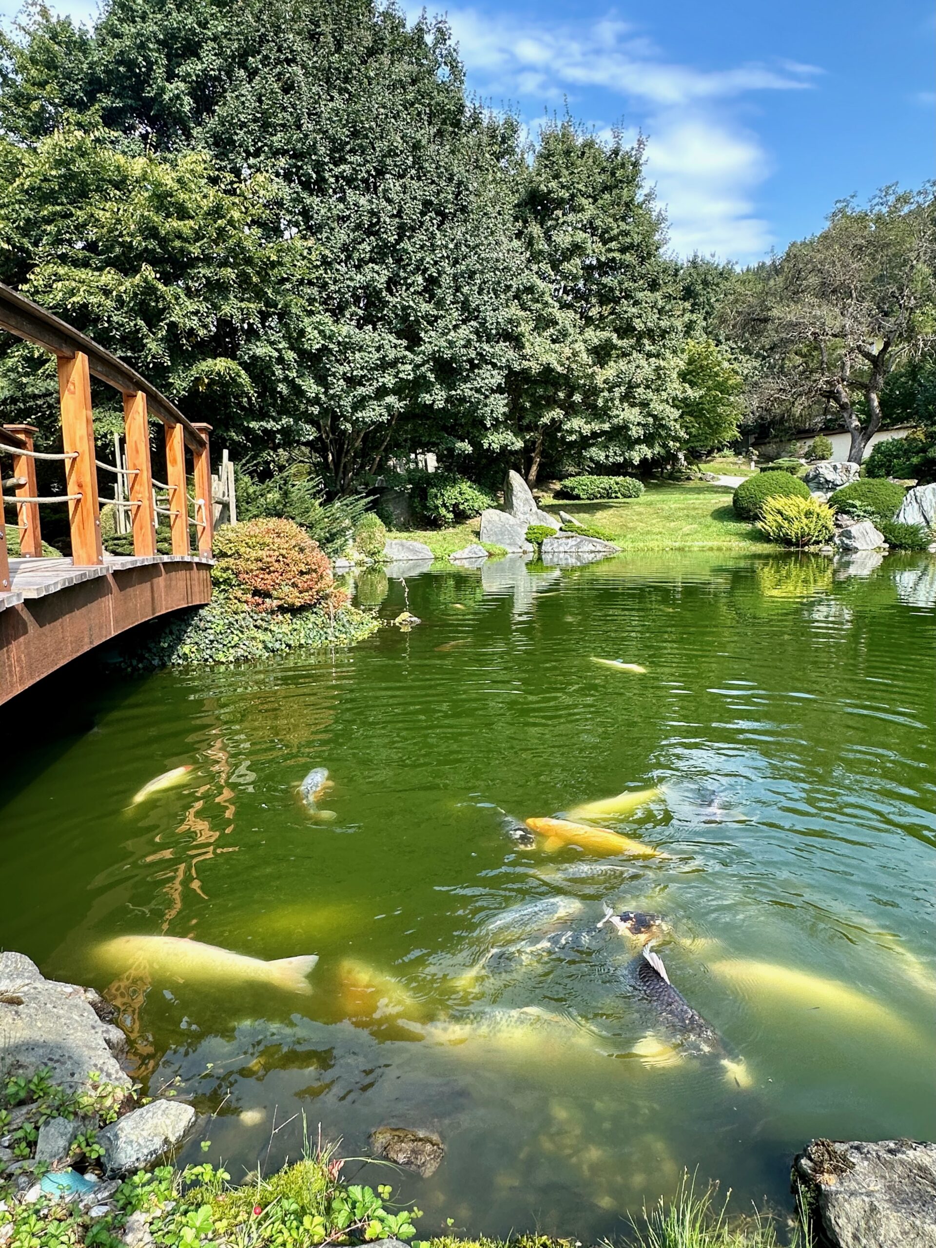 Milsstaetter See Ausfluege: Bonsai Museum mit Koi-Teich