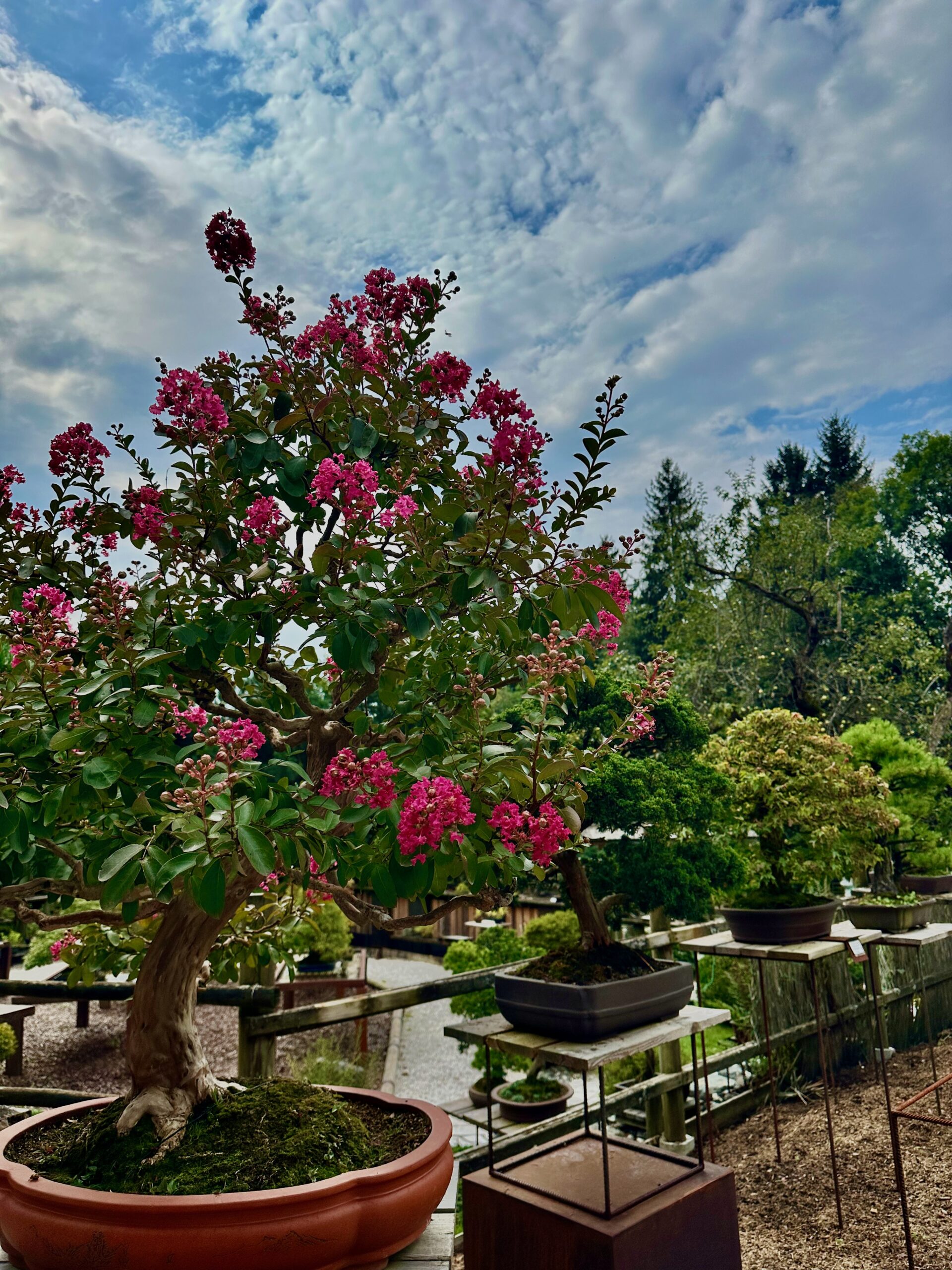 Millstaetter See Ausfluege Bonsai Museum: Jeder Baum kann als Bonsai dienen