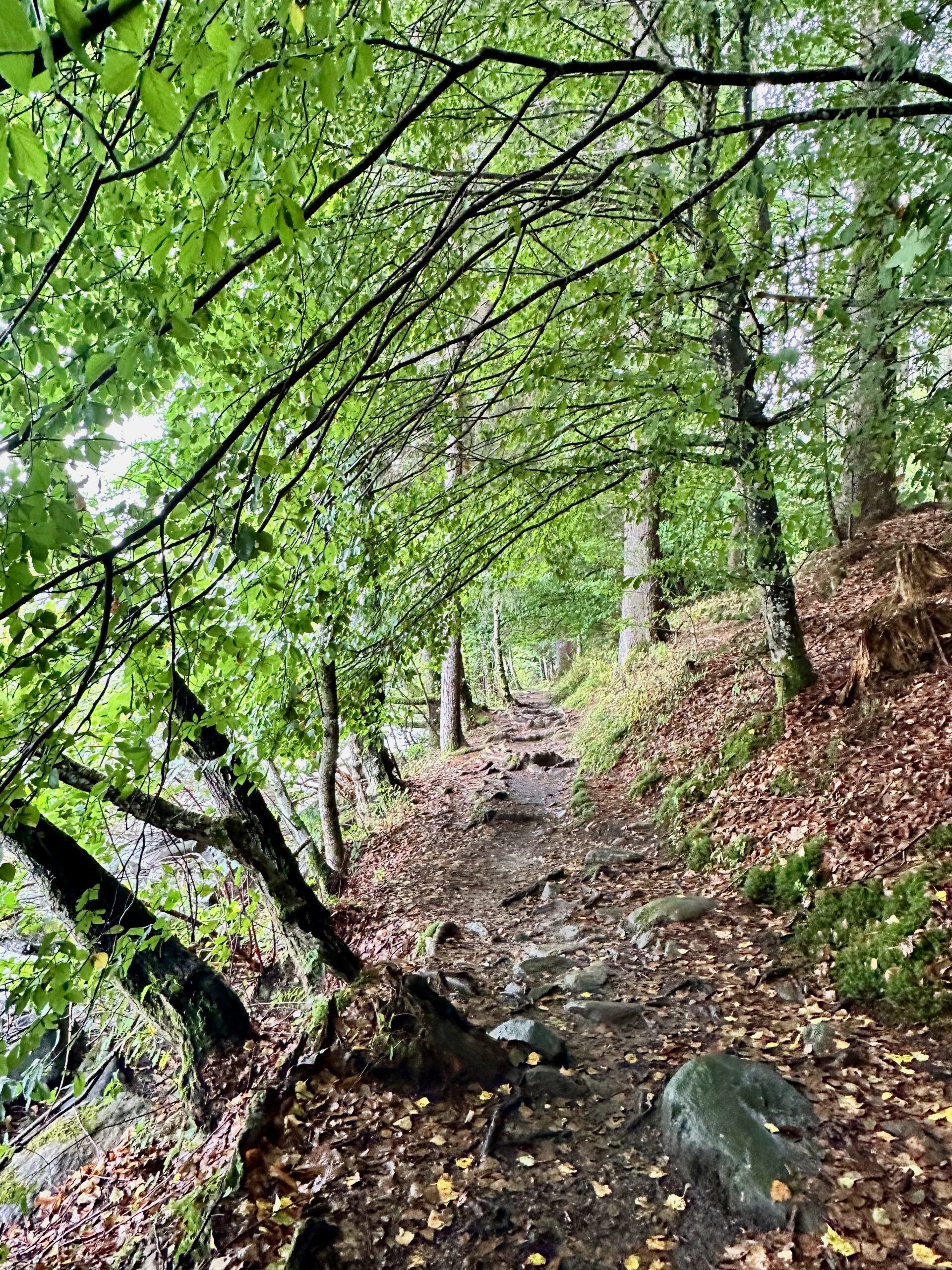 Millstaetter See leichte Wanderung: Der Wald reicht bis zum Ufer des Sees