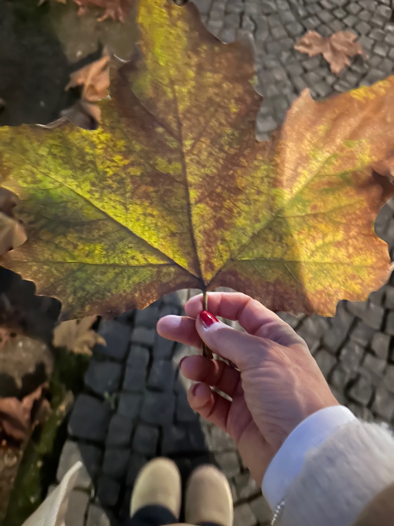 Frankfurt Sachsenhausen Reisezeit: Ein Spaziergang im Mainufer lohnt sich immer
