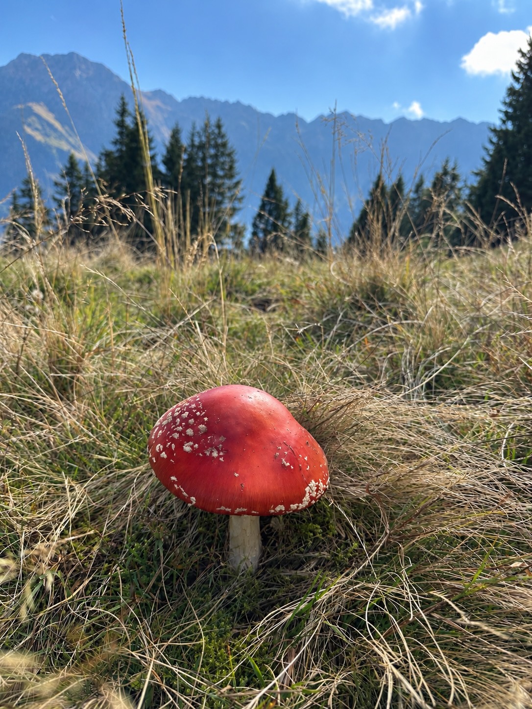 Dieser Fliegenpilz wollte unbedingt aufs Panoramafoto